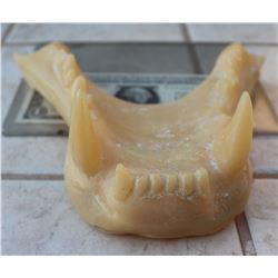 ALIEN QUEEN UPPER JAW CASTING LIFE SIZE PUPPET 1