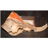 Image 3 : TREMORS AFTERSHOCK SHRIEKER SKULL JAW 2