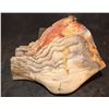 Image 1 : TREMORS AFTERSHOCK SHRIEKER SKULL JAW 3