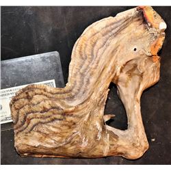 TREMORS AFTERSHOCK SHRIEKER SKULL JAW 4