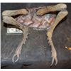 Image 1 : STARSHIP TROOPERS BLOWN UP HERO BUG