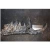 Image 1 : STARSHIP TROOPERS UNKNOWN JAW?