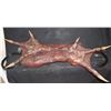 Image 1 : CREATURE ALIEN DEMON ANIMATRONIC WEARABLE CLAWS