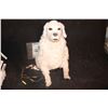 Image 1 : DOG ANIMATRONIC PUPPET WITH MECHANISM ALL INTACT