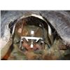 Image 4 : EVOLUTION BLUE PRIMATE SCREEN USED HEAD WITH MECHANISMS AND HELMET INSIDE