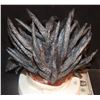 Image 1 : DRAGON BALL EVOLUTION VOODOO DREADLOCK WIG WEARABLE PROSTHETIC