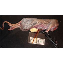 RAT WITH HEAD TORN OFF ANIMATRONIC PUPPET