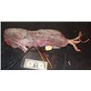 Image 3 : RAT WITH HEAD TORN OFF ANIMATRONIC PUPPET