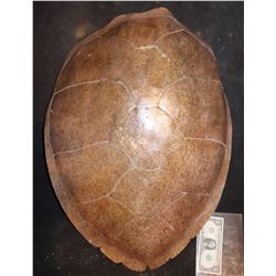 SEA TURTLE SHELL