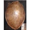 Image 1 : SEA TURTLE SHELL