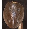 Image 2 : SEA TURTLE SHELL