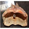 Image 4 : TREMORS AFTERSHOCK SHRIEKER SKULL JAW 3