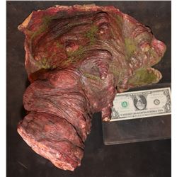 ALIEN VS PREDATOR ALIEN QUEEN EGG LAYER PROTOTYPE?