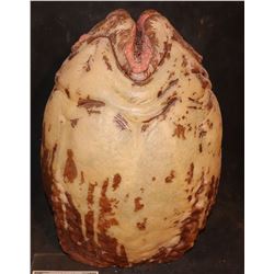 ALIEN EGG THAT GLOWED SCREEN MATCHED