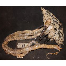 ALIEN VS PREDATOR PREDALIEN OFFSPRING
