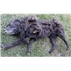 Image 1 : WOLF JACK NICHOLSON STATIC WEREWOLF WITH MOUNTS IN PAWS