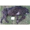 Image 2 : WOLF JACK NICHOLSON STATIC WEREWOLF WITH MOUNTS IN PAWS