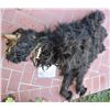 Image 1 : WOLF MICHELLE PFIEFER HERO ANIMATRONIC  HALF WEREWOLF