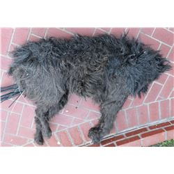 WOLF JACK NICHOLSON HERO ANIMATRONIC HALF WEREWOLF