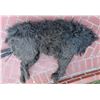 Image 1 : WOLF JACK NICHOLSON HERO ANIMATRONIC HALF WEREWOLF