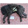 Image 2 : WOLF JACK NICHOLSON HERO ANIMATRONIC HALF WEREWOLF