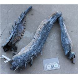 THE THING COMPLETE FROZEN ALIEN CLAW 1