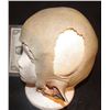 Image 2 : OGRE AUK CREATURE DEMON HEAD APPLIANCE