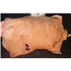 Image 1 : SILICONE TORSO WITH GAPING EMPALEMENT WOUND