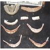 Image 1 : TEETH MISC LOT OF UNKNOWN 2
