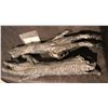 Image 3 : ALIEN VS PREDATOR SCREEN USED ARMS WITH HANDS