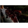 Image 3 : ALIEN VS PREDATOR SCREEN USED BLOODY CHESTBURSTER