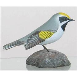 Miniature Golden Winged Warbler with drop wing ca