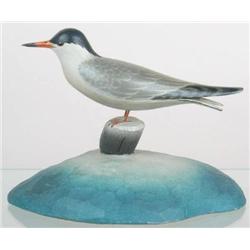 Rare and unique miniature common tern mounted on 