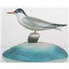 Image 1 : Rare and unique miniature common tern mounted on 