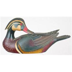 Preening half sized wood duck drake with wings li