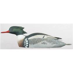 Hollow turned head red breasted merganser drake b