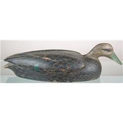 Swimming oversized black duck by Gerald Robinson,