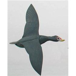 Miniature flying surf scoter drake with a 6 1/2 i