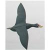 Image 1 : Miniature flying surf scoter drake with a 6 1/2 i