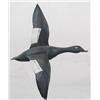 Image 1 : Miniature flying white wing scoter drake with a 6