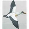 Image 1 : Miniature flying eider drake with a 6 in wing spa
