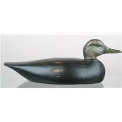 Black duck decoy by A. E. Crowell, East Harwich, 
