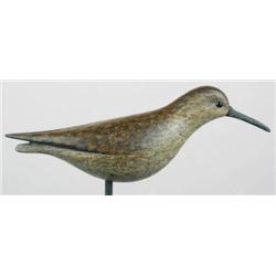 RARE SPECIE; A Massachusetts curlew sandpiper dec