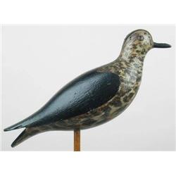 WONDERFUL black-bellied plover ca 1900 from the F