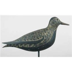 RARE golden plover ca late 1800s in breeding plum