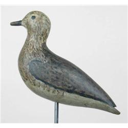 EXTREMELY early Golden plover ca 1870 in eclipse 