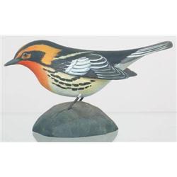 Miniature Blackburnian Warbler with turned head a