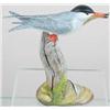 Image 1 : Miniature common tern with a minnow in the bill b