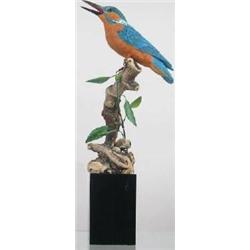 Lifesize calling kingfisher.  In XOC by James Kin