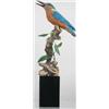 Image 1 : Lifesize calling kingfisher.  In XOC by James Kin